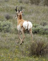 On The Move. Photo by Dave Bell.