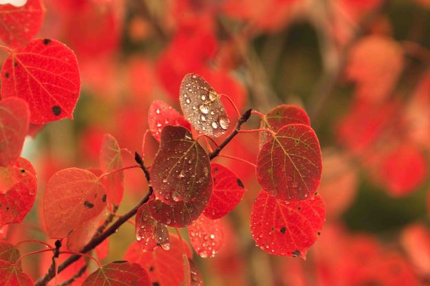 Fall Has Arrived. Photo by Dave Bell.