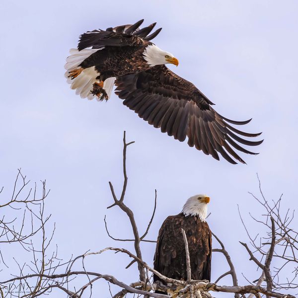 Eagle Eyes. Photo by Dave Bell.