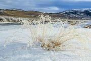 Frosty Grass Bouquet. Photo by Dave Bell.