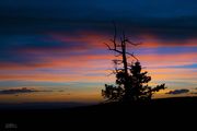 Solitary Silhouette. Photo by Dave Bell.