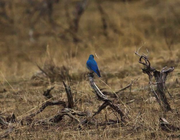 Mountain Bluebird. Photo by Dave Bell.