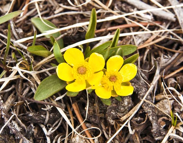 Finally!  Spring.. Photo by Dave Bell.