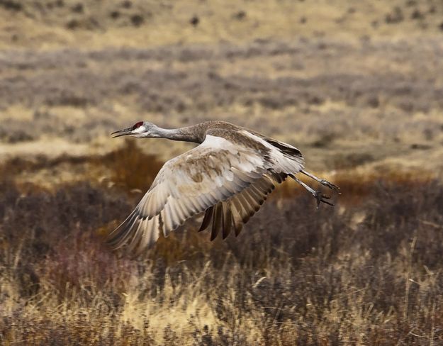 Sandhill Downstroke. Photo by Dave Bell.