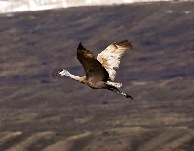 Sandhill Gliding. Photo by Dave Bell.