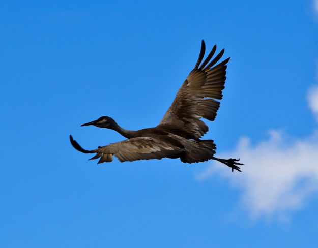 Blue Sky. Photo by Dave Bell.