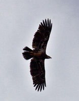 Golden Eagle Profile In Flight. Photo by Dave Bell.