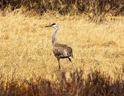 Sandhill In Grass. Photo by Dave Bell.