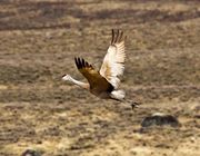 In Flight. Photo by Dave Bell.