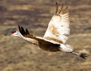 Gorgeous Bird. Photo by Dave Bell.