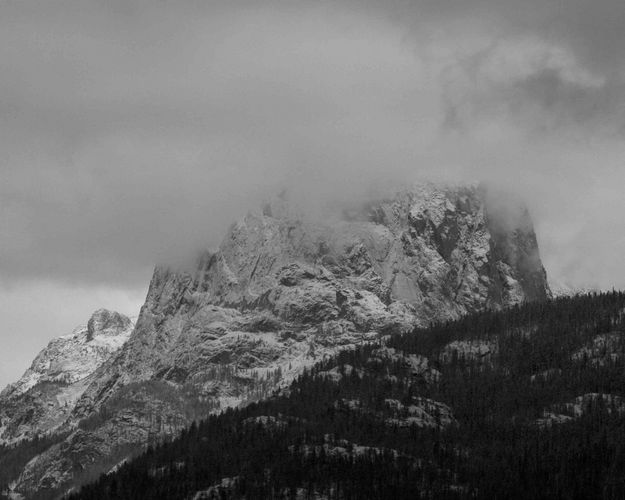 Snowy Squaretop In Grayscale. Photo by Dave Bell.