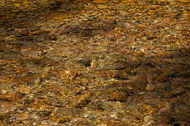 Golden Streambed. Photo by Dave Bell.