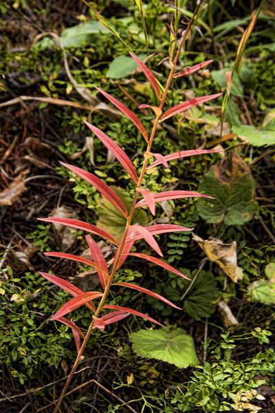 Red Fern. Photo by Dave Bell.