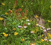 Some Remaining Wildflower Color. Photo by Dave Bell.