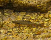 Nice Cutthroat Trout?  Nope.... Photo by Dave Bell.