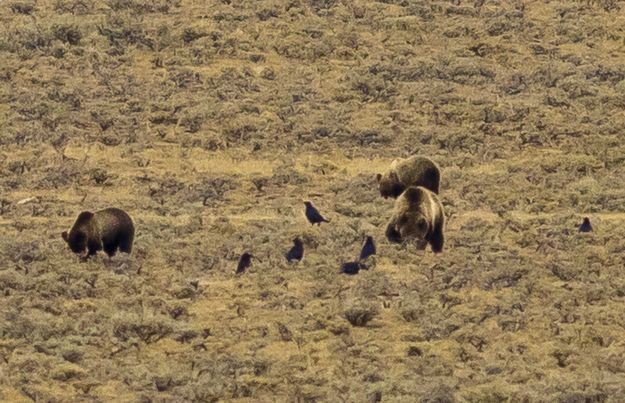 Three Griz. Photo by Dave Bell.