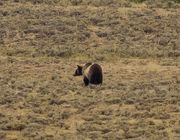 Momma Grizzly. Photo by Dave Bell.