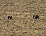 Momma And Cub #1. Photo by Dave Bell.