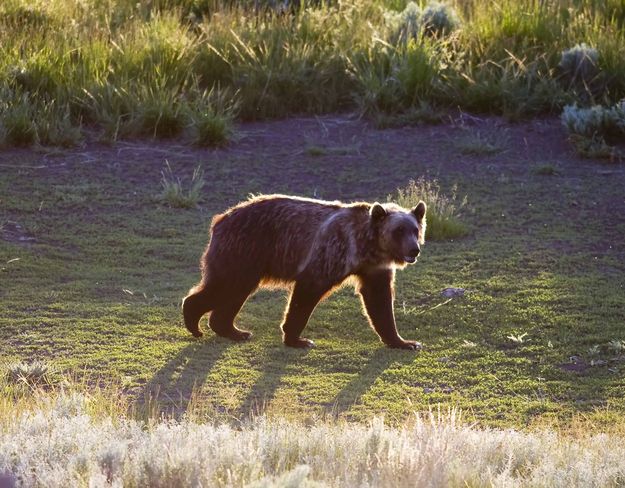 Walking. Photo by Dave Bell.