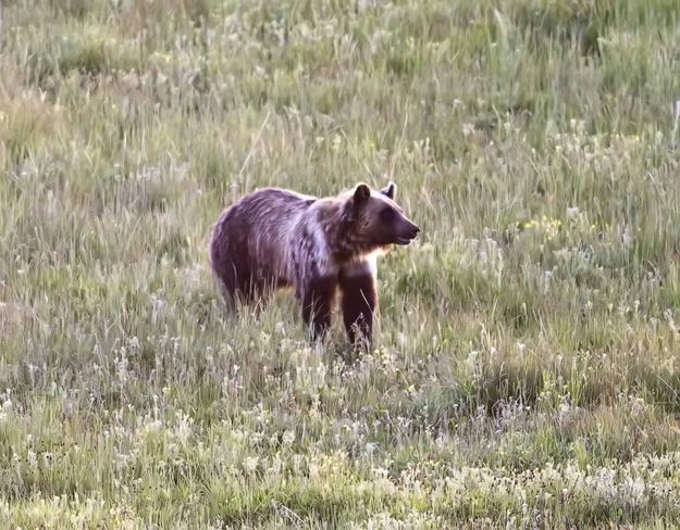 Heads Up. Photo by Dave Bell.