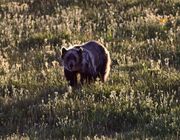 Grizzly Sighting. Photo by Dave Bell.