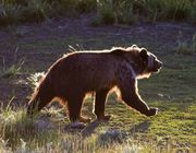 On The Move. Photo by Dave Bell.