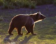 Grizzly. Photo by Dave Bell.