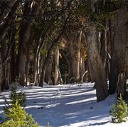 Bristlecone Arch. Photo by Dave Bell.