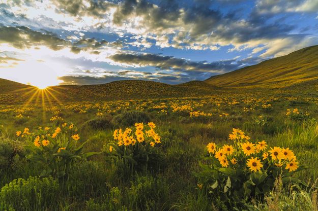 Balsam Root Beauty. Photo by Dave Bell.