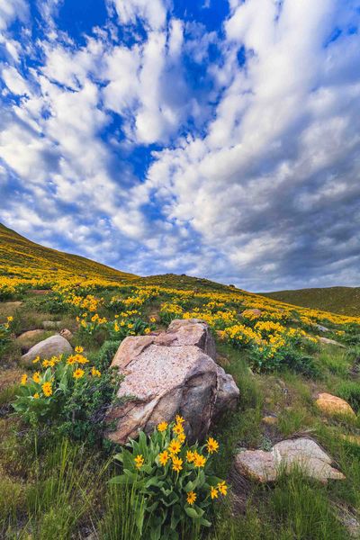 Flowers Forever. Photo by Dave Bell.