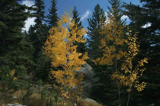 Yellow Aspen On Trail. Photo by Dave Bell.