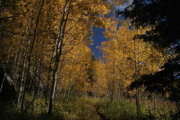 VERY Spectacular Aspen Scene. Photo by Dave Bell.