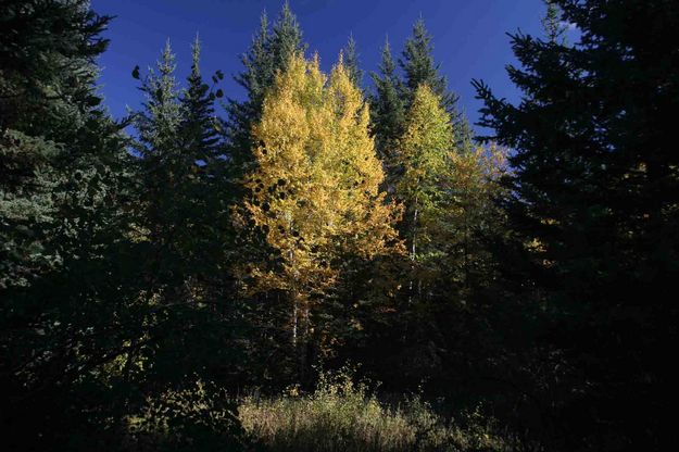 Yellow Aspen In Clearing. Photo by Dave Bell.