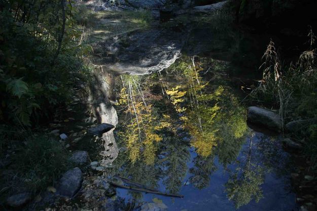 Aspens Reflecting In Tranquil Pond. Photo by Dave Bell.