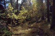 Scenic Harney Peak Trail. Photo by Dave Bell.