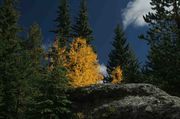 Brilliant Yellow Black Hills Aspen. Photo by Dave Bell.