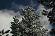 Frosty Harney Peak Ponderosa Pine. Photo by Dave Bell.