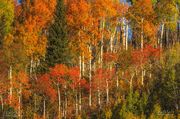 Fall Colors. Photo by Dave Bell.