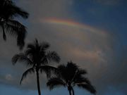 Rainbow and Palm Trees. Photo by Dave Bell.