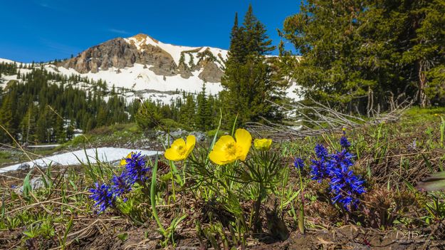 Spring Beauty. Photo by Dave Bell.