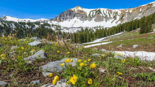 Wild Flowers And Snow. Photo by Dave Bell.