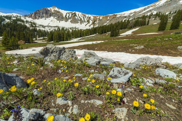 Sub-Alpine Buttercup. Photo by Dave Bell.