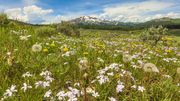 Flower Fields. Photo by Dave Bell.