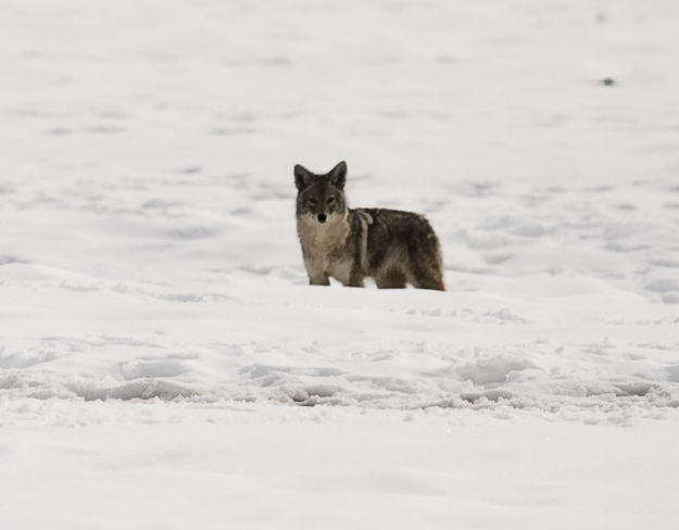 Hoback Creek Coyote. Photo by Dave Bell.