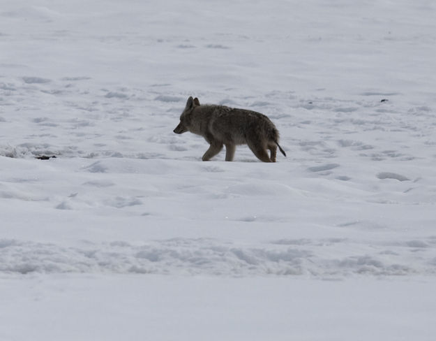 Hoback Creek Mange Tail Coyote. Photo by Dave Bell.