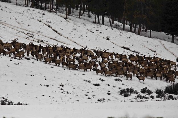 Elk On The Move. Photo by Dave Bell.