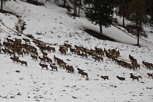 Herd Mentality. Photo by Dave Bell.