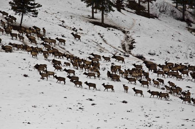 Beginning To Disperse. Photo by Dave Bell.