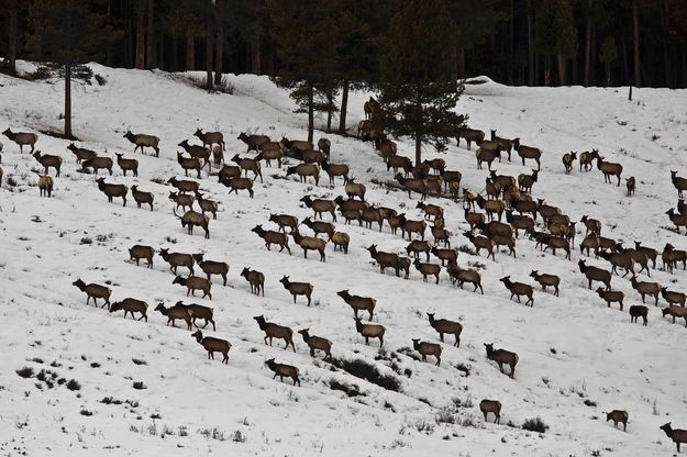 Riling Gulch Elk Herd. Photo by Dave Bell.
