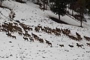 Herd Mentality. Photo by Dave Bell.